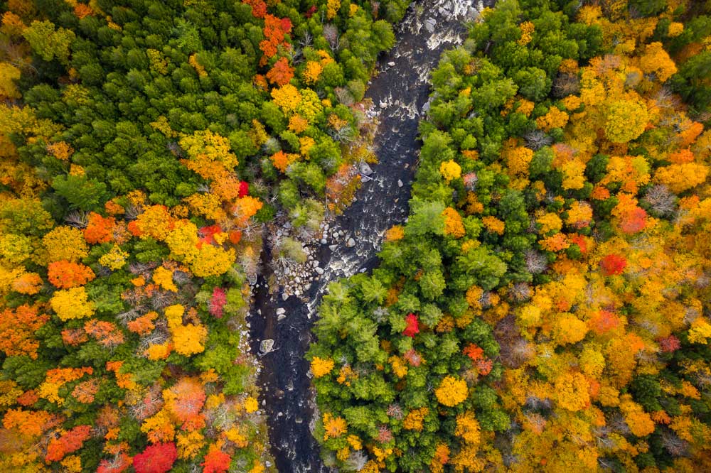 aerial view trees from helicopter