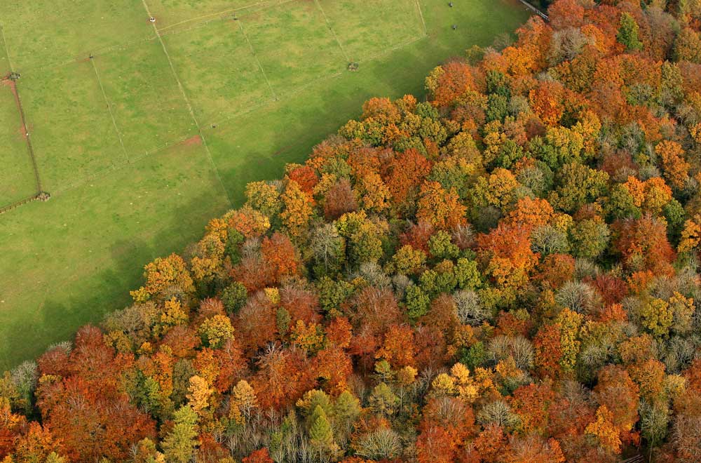 aerial view trees from helicopter